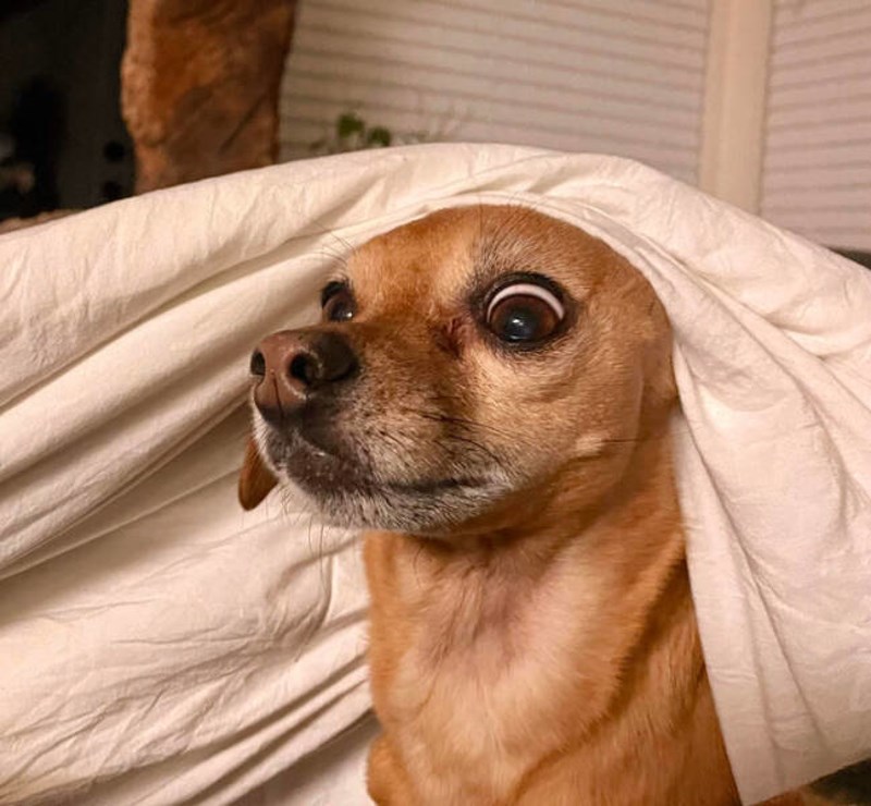 Probudio ju je miris mesne pite.