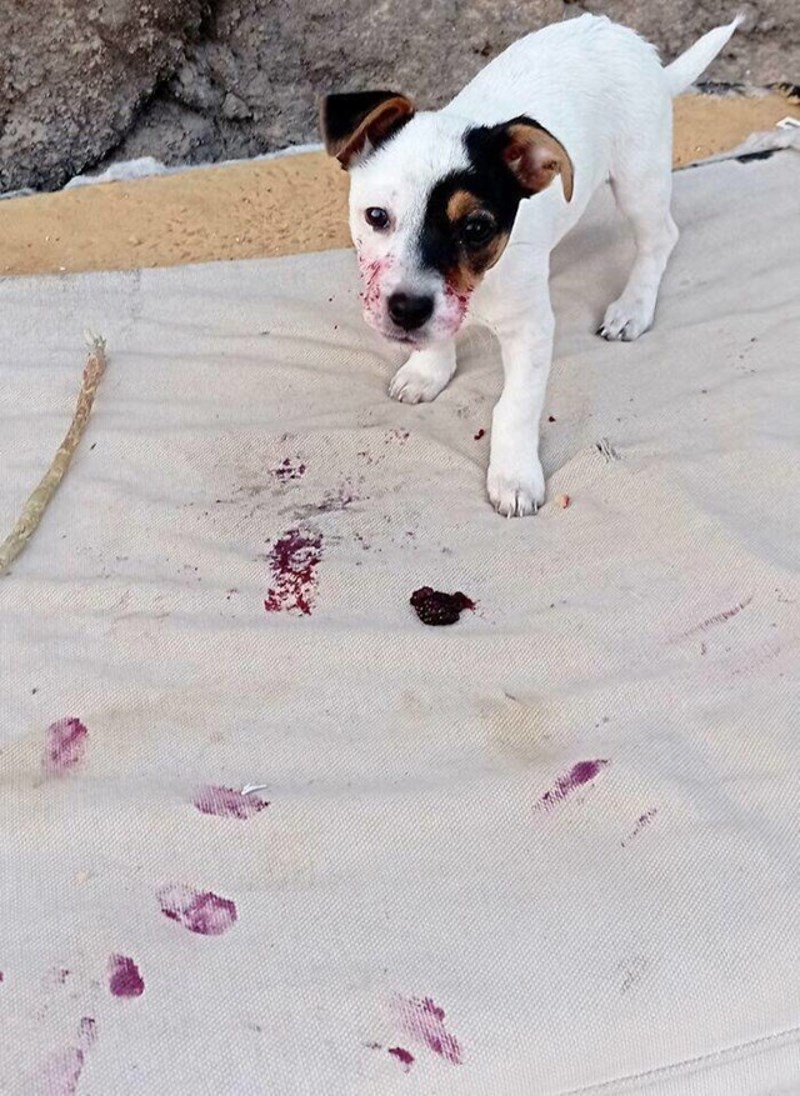 26. Jeo je maline pa izgleda kao krvoločna zvijer😂