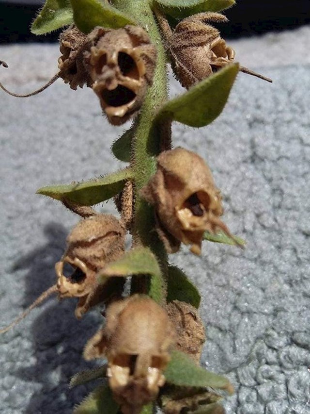 Na ovoj biljci rastu cvjetići koji kasnije izgledaju kao mrtvačke glave