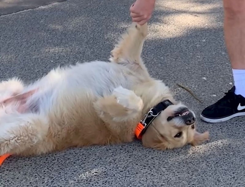 Snimku tvrdoglavog psa koji odbija otići iz parka lajkalo je preko 600 tisuća ljudi, urnebesna je