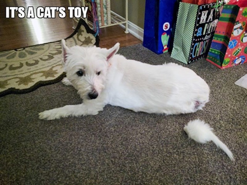 Ovo je samo mačja igračka, a ne dio psića😆