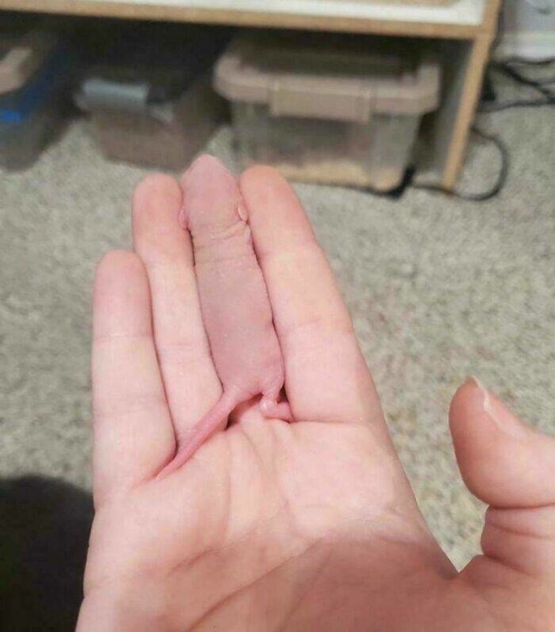 6. Mali miš se savršeno kamuflirao