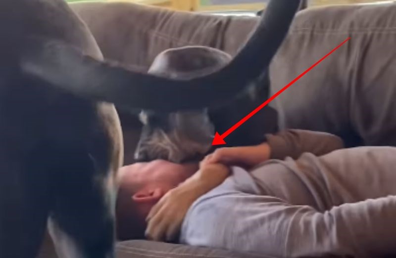 Cijeli internet smije se onome što je tipu napravio pas, prasnut ćete u smijeh kad vidite snimku