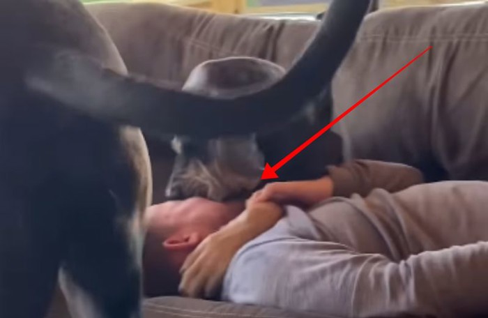Cijeli internet smije se onome što je tipu napravio pas, prasnut ćete u smijeh kad vidite snimku