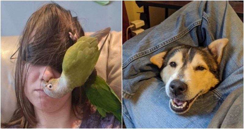 17 privrženih kućnih ljubimaca koje svoje vlasnike ne puštaju na miru niti sekunde