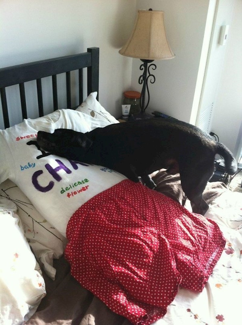 18. Zadnjih sam dana puno na poslu i jako falim našem psu pa je moja supruga napravila jastuk s mojim mirisom. Čini se da je upalio.