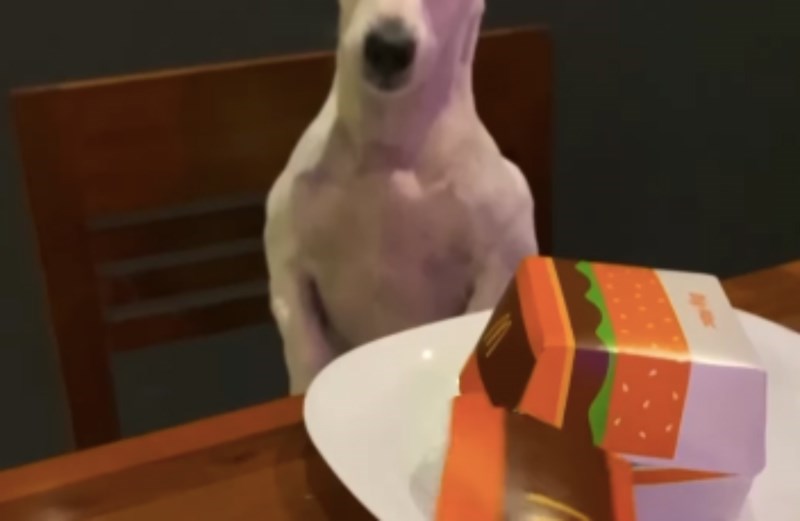 Vlasnik je svome psu servirao minijaturni burger, snimka njegove reakcije nasmijala je milijune