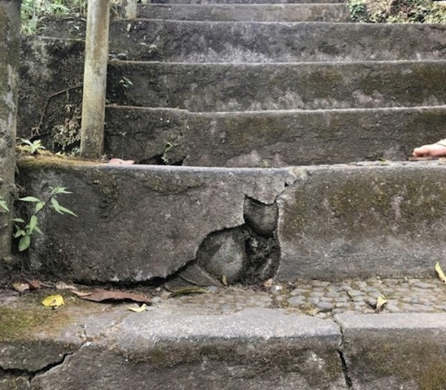 Maca na stepenicama
