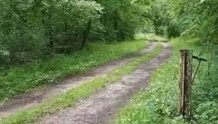 Prolaznik je pokraj šumskog puta uočio bizaran prometni znak, fotka je odmah postala hit u regiji