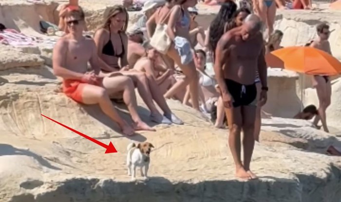 Snimka psića koji skače u more za vlasnikom oduševila je cijeli internet, popravit će vam dan