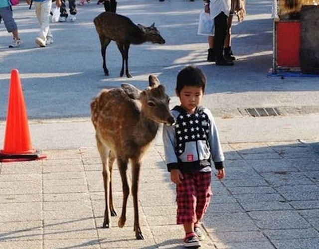 7. U Japanu postoji otok na kojem jeleni slobodno šeću.