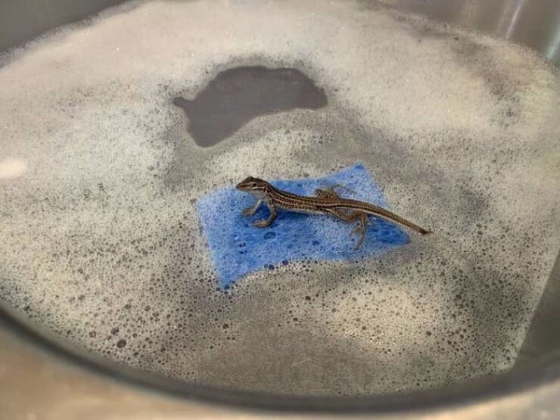 12. Gušter koristi spužvu u sudoperu kao čamac