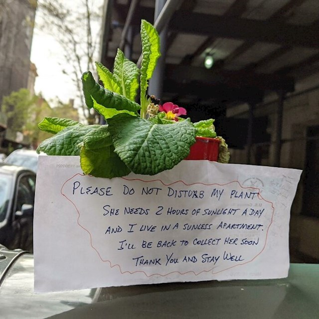1. Netko je spustio biljku iz svog tamnog stana na ulicu kako bi dobila dnevnu dozu svjetlosti i simpatičnom porukom zamolio prolaznike da ju ne uznemiravaju