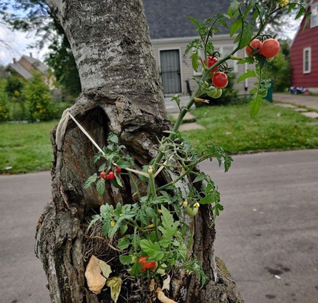 "Ispred kuće imamo rajčicu koja raste iz drveta."