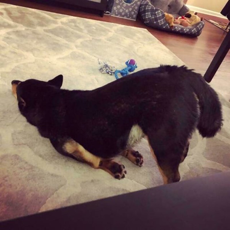 12. Naš pas spava u najčudnijim mogućim pozama