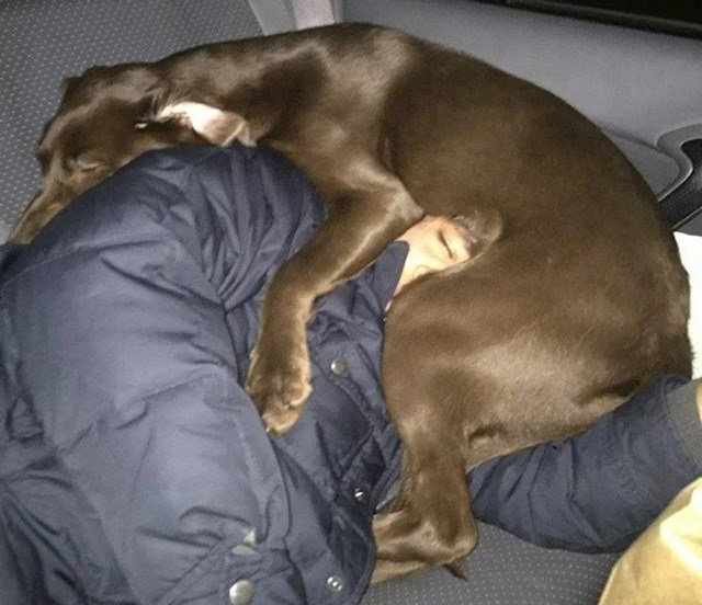 2. Izbacio sam psa sa stražnjeg sjedala da mogu spavati tijekom vožnje. Kad sam zaspao, odlučio se vratiti.