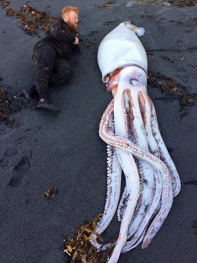 2. Tip je pronašao divovsku lignju na plaži u Novom Zelandu