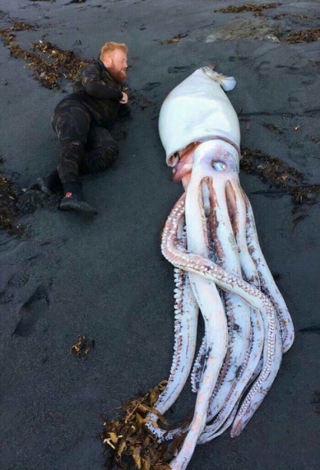 Divovska lignja pronađena u blizini Wellingtona.