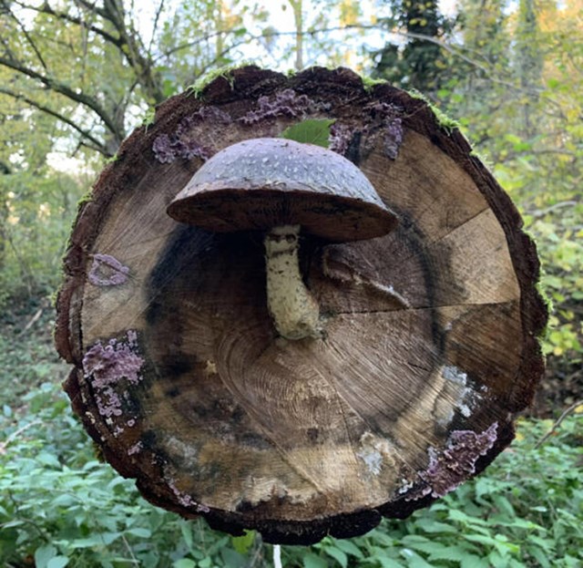 13. Gljiva koja raste točno iz sredine debla