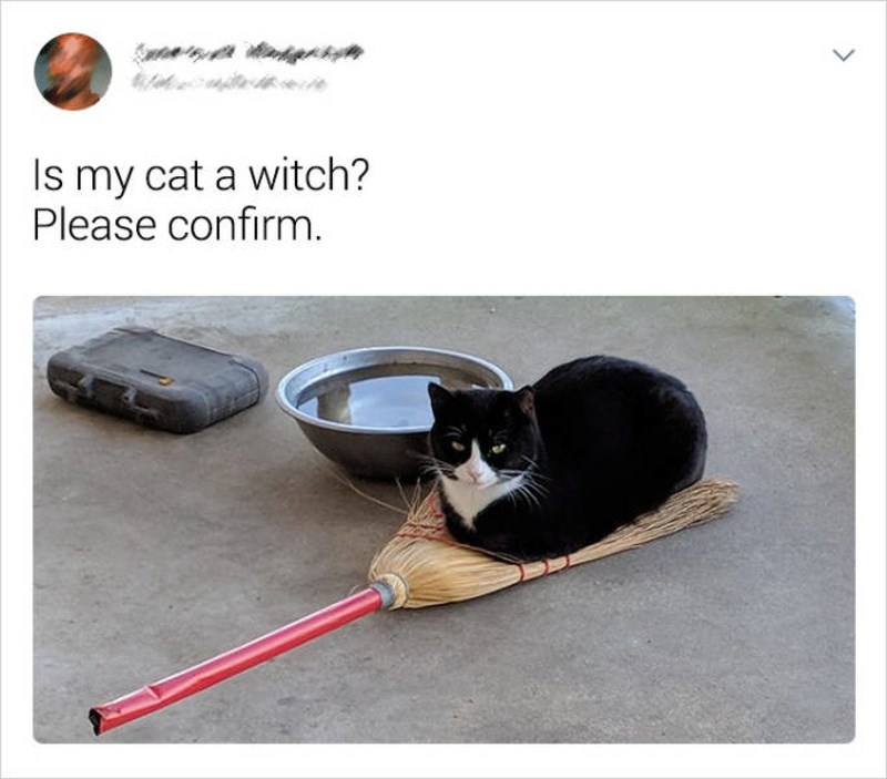 Počinjem vjerovati da je moja mačka vještica...
