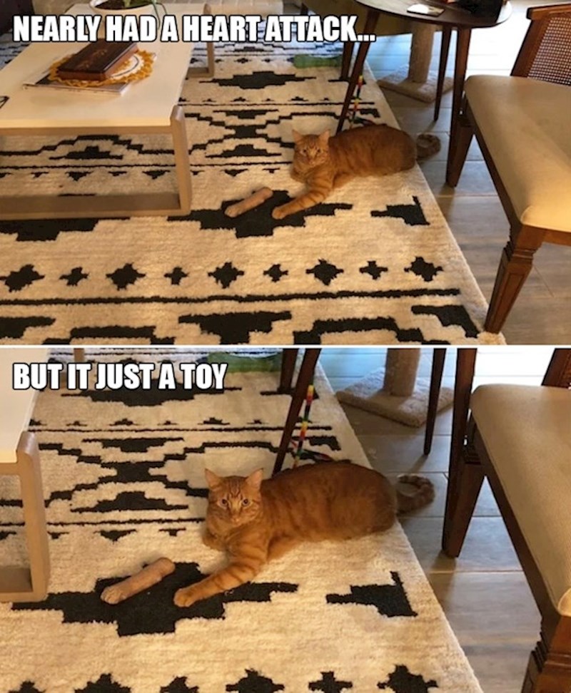 6. To je samo igračka, šapica joj je ispod🤣