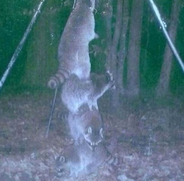 1. Rakuni su oformili tim kako bi otvorili visoki spremnik s hranom za jelene