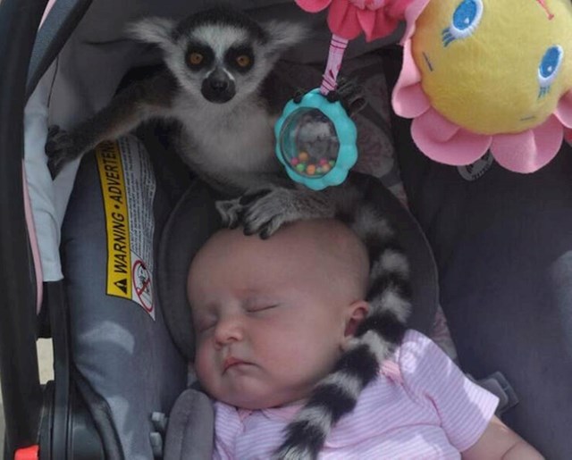 4. Bili smo u Zoološkom. Odjednom mi je netko prišao i reko: "Gospođo, na vašem djetetu je lemur."