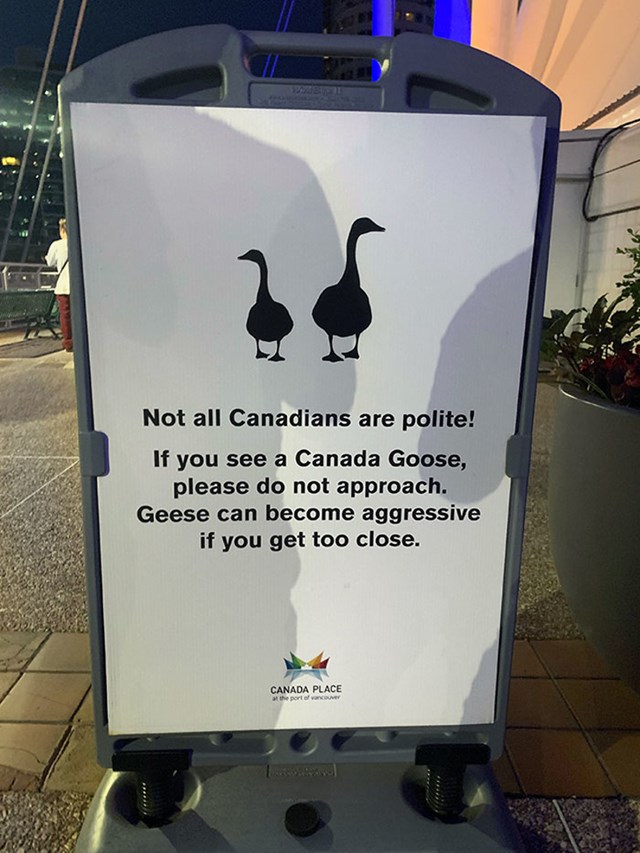 3. Nisu svi u Kanadi ljubazni. Recimo, guske su prilično agresivne.
