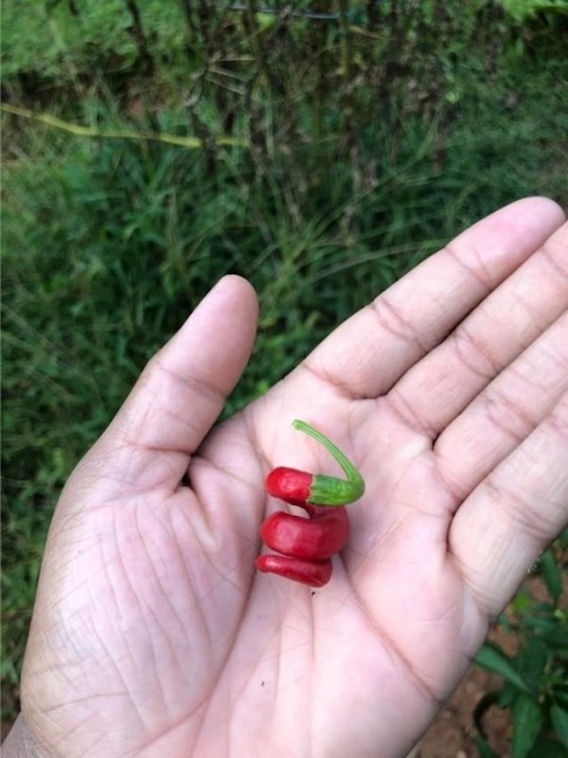 2. Ova ljuta papričica izrasla je spiralno