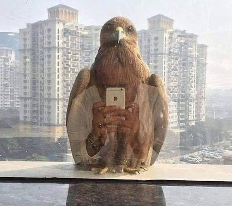 14. Polu orao polu žena