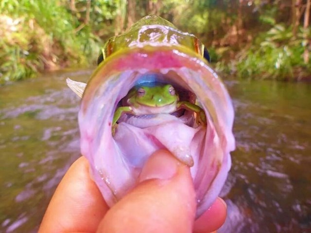 1. Ulovio sam ribu u kojoj je bila žaba