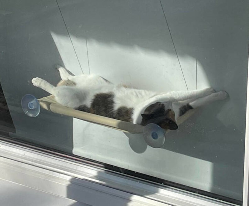 Naša mačka uči nas kako uživati u životu