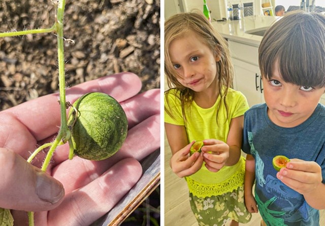 4. Tako su se veselili tome što će uzgojiti svoje prve lubenice. Nije baš ispalo sjajno.