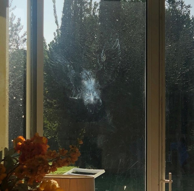 8. Print koji je na staklu ostavila sova.