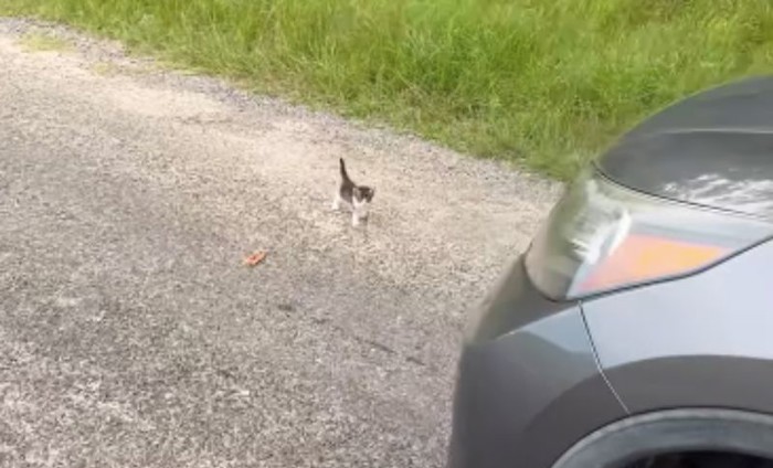 Tip je ugledao mačića nasred ceste i odlučio ga spasiti, snimka je hit zbog onoga što je uslijedilo