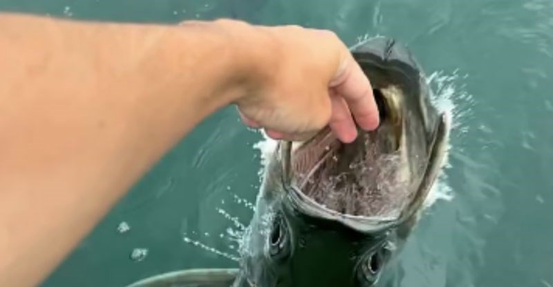 Turist je hranio goleme ribe pa doživio nešto jezivo, zastrašujuća snimka obišla je cijeli svijet