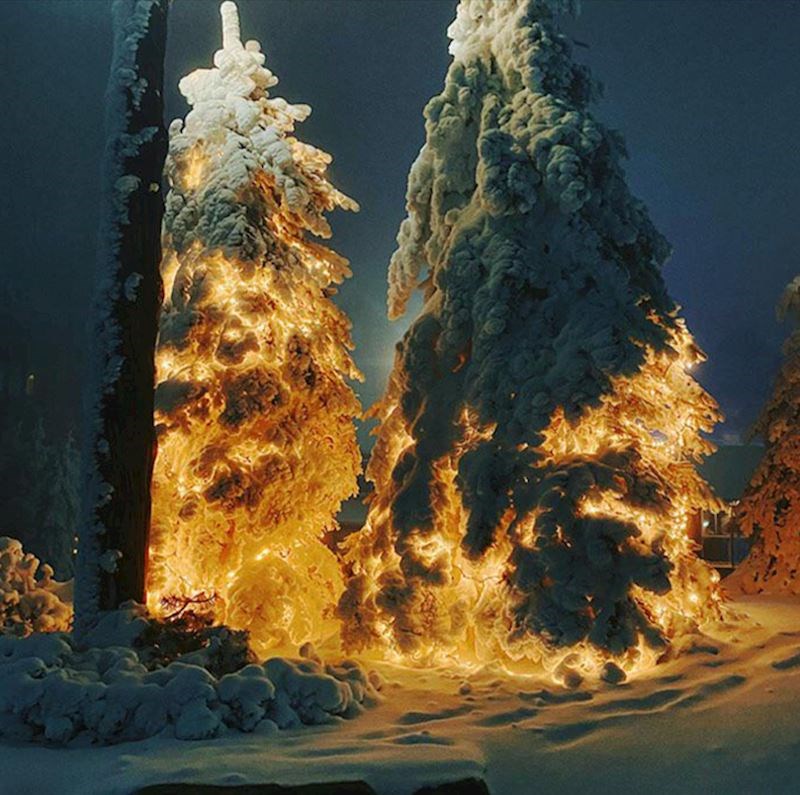 15. Plamteći borovi