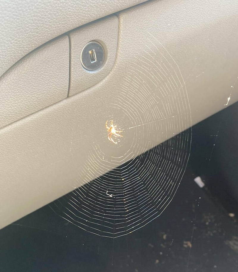 10. Radim kao automehaničar i u radionu mi je došla žena koja je htjela da maknem ovog pauka.