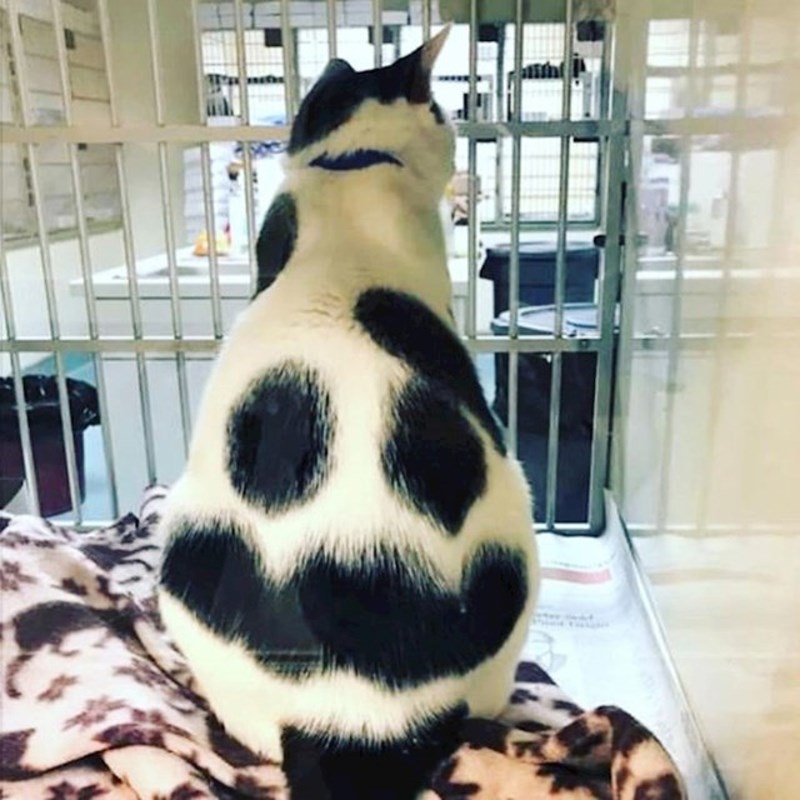 Mačka sa smajlićem na leđima