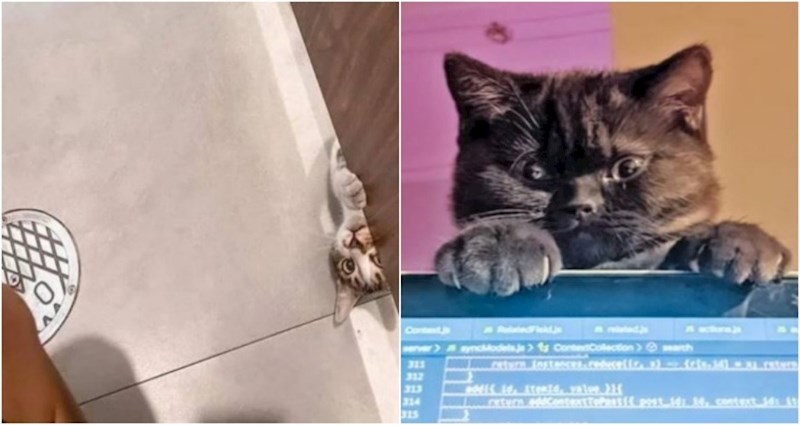 17 dosadnih kućnih ljubimaca koji svoje vlasnike posvuda prate u stopu