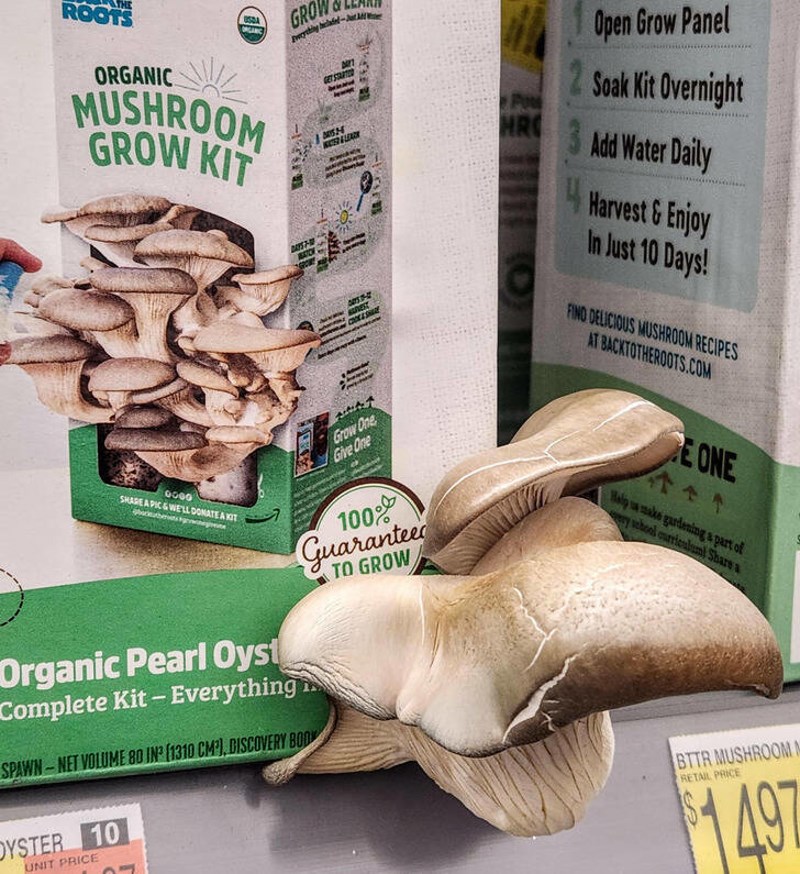 7. Iz ovog seta za rast gljiva već su krenule rasti gljive