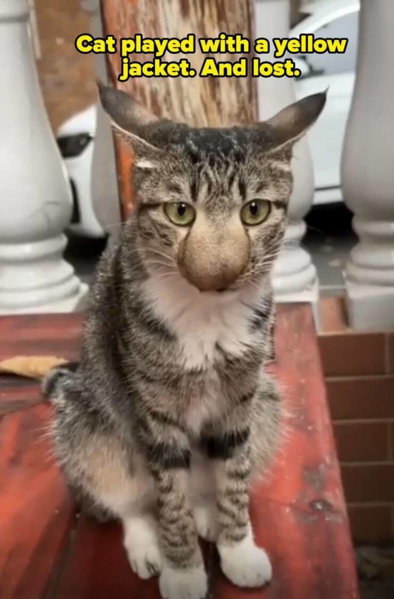 14. Izgubila je bitku protiv ose