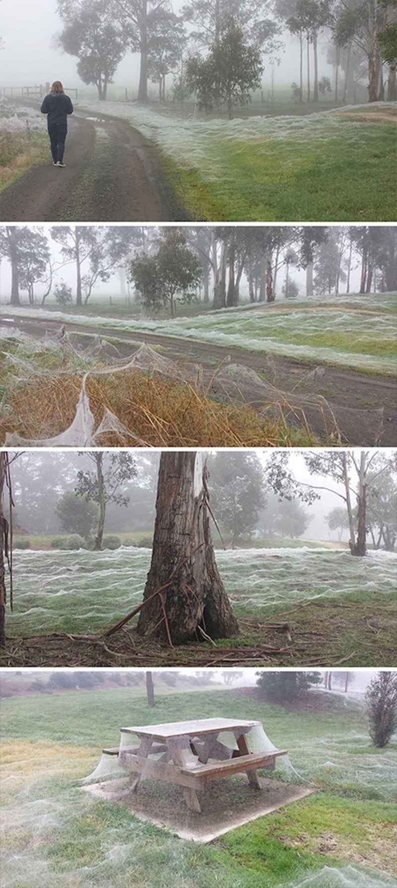 Vjerovali ili ne, ovo je paučina