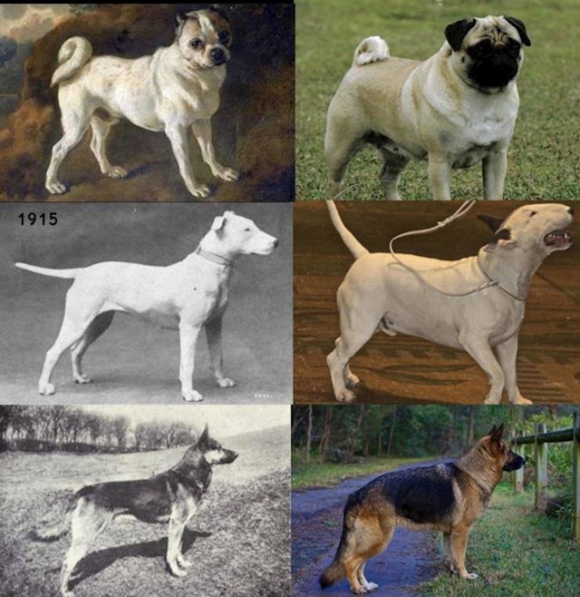 14. Kako su izgledale razne pasmine pasa u prošlosti