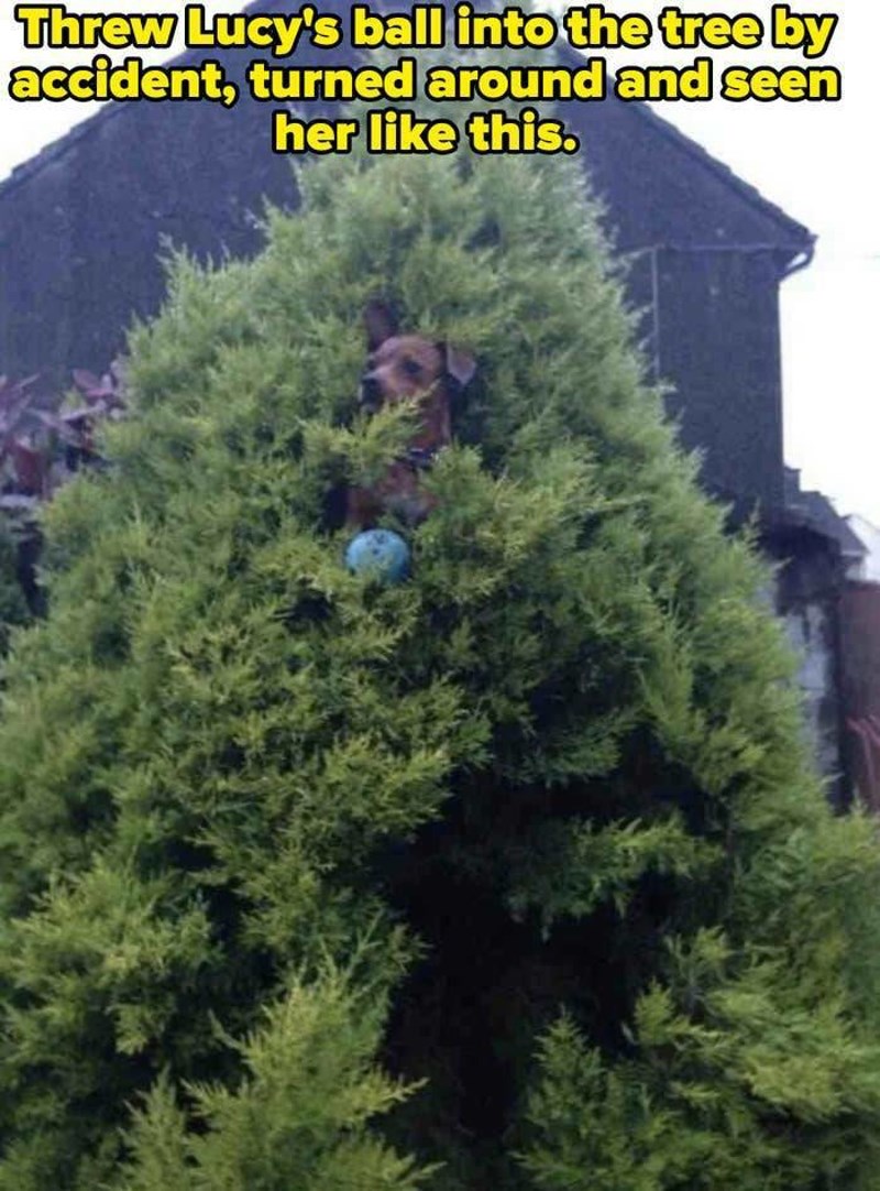 3. Bacili smo slučajno Lucyinu lopticu na stablo. Odlučila je sama krenuti u akciju.
