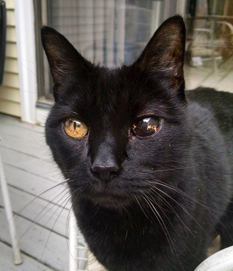 1. Mačka s jako zanimljivim i neobičnim okom