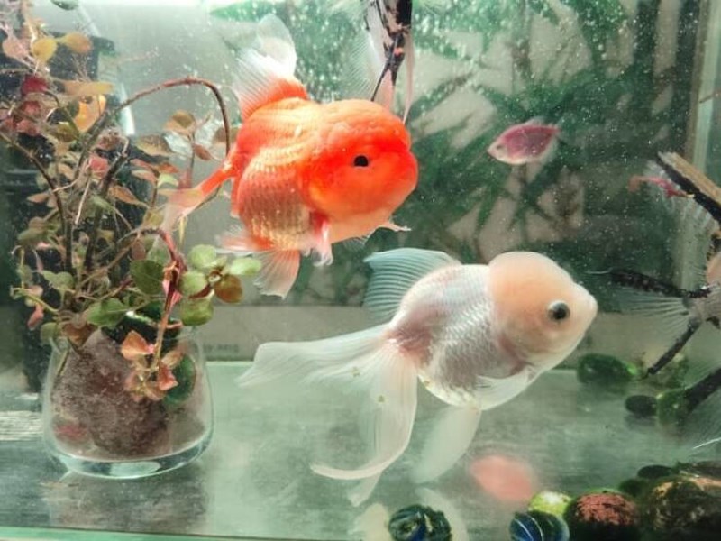 15. Jedna od zlatnih ribica moga tate kompletno je pobijelila