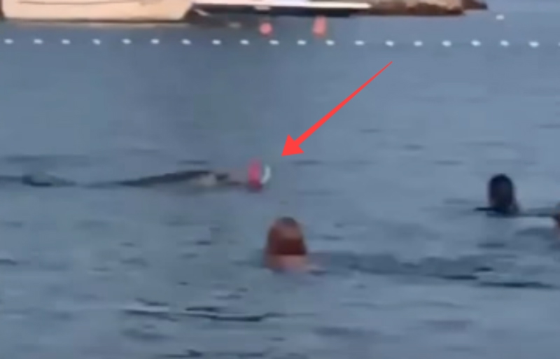 Dupin doplivao do kupača u Maslenici i počeo se loptati s njima, snimka je apsolutni hit ljeta