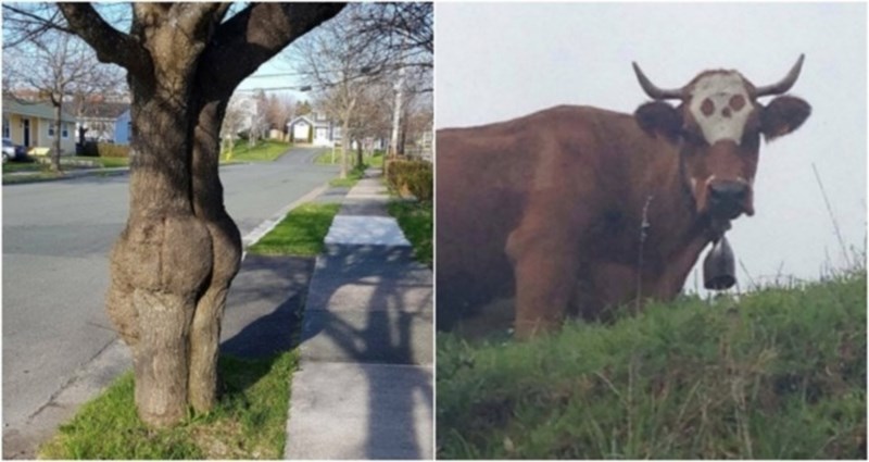 15 puta kad nas je priroda počastila s nesvakidašnjim prizorima vrijednima divljenja