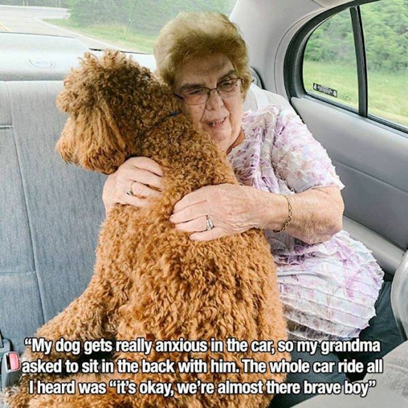 14. Moj pas ne voli se voziti pa se baka vozila na stražnjem sjedalu da ga bodri